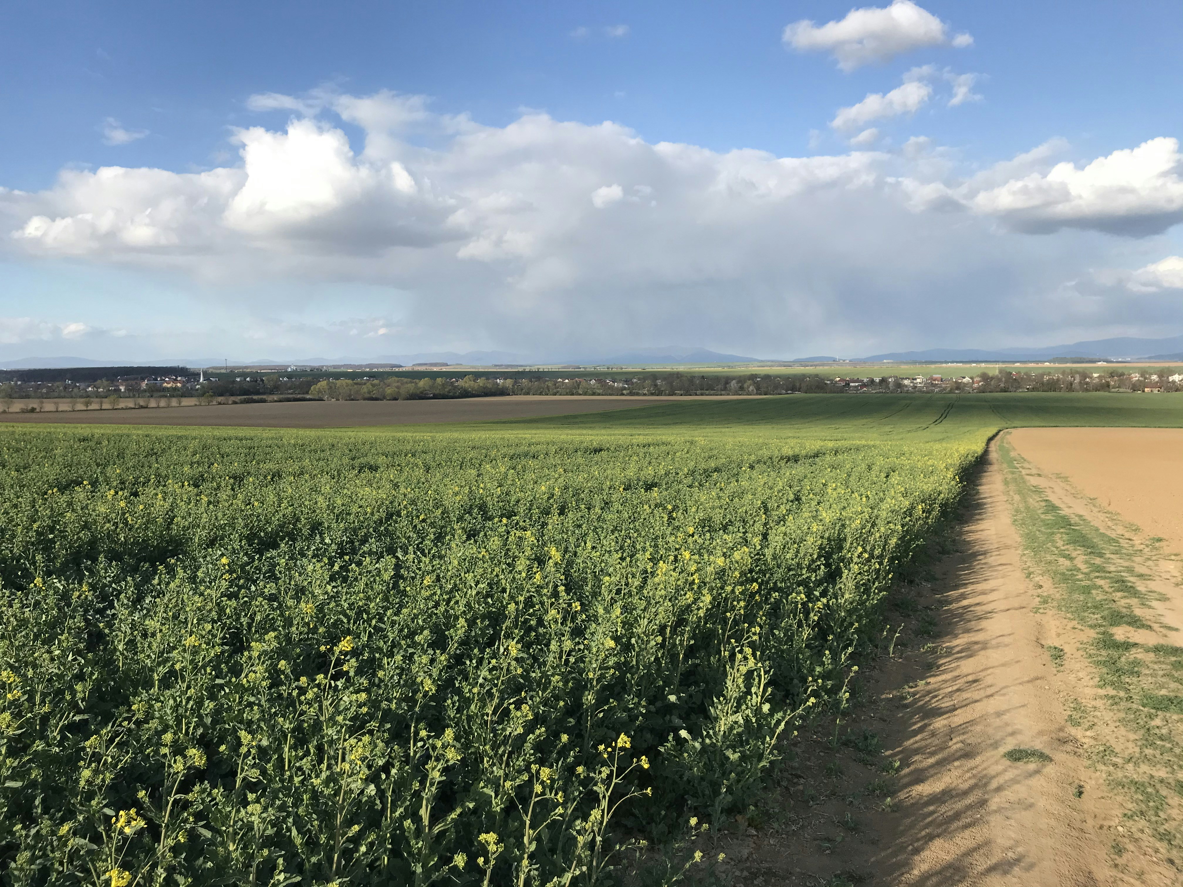 Champ d’herbe verte sous le ciel bleu pendant la journée
