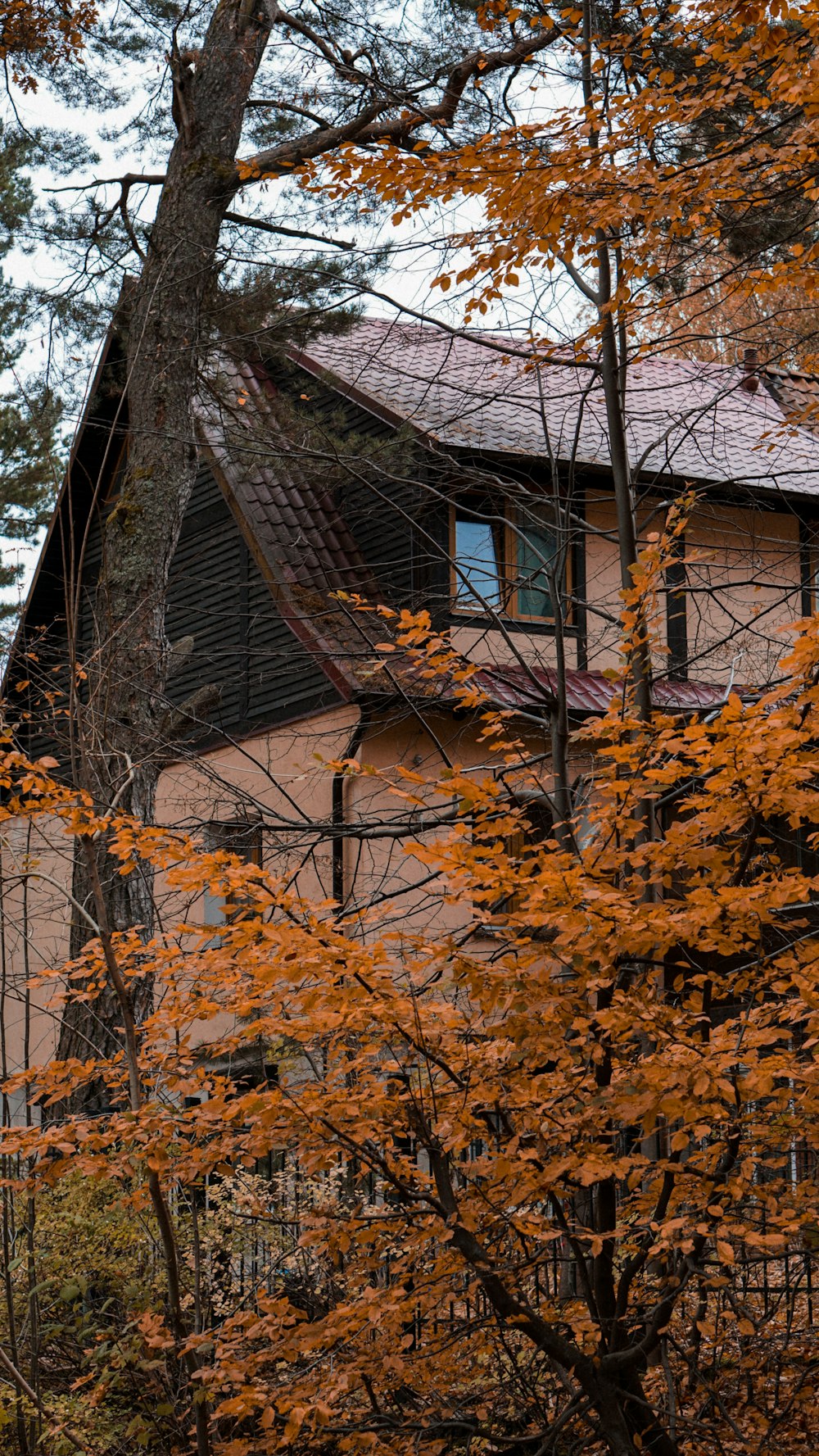 brown tree near brown brick building