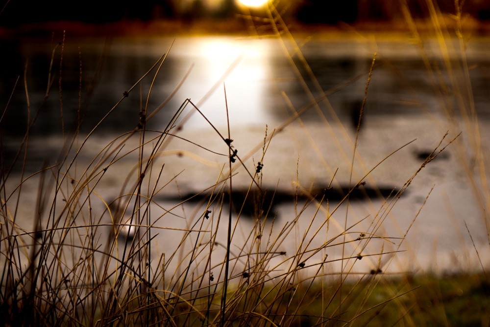goccioline d'acqua su un bastone di legno marrone durante il tramonto