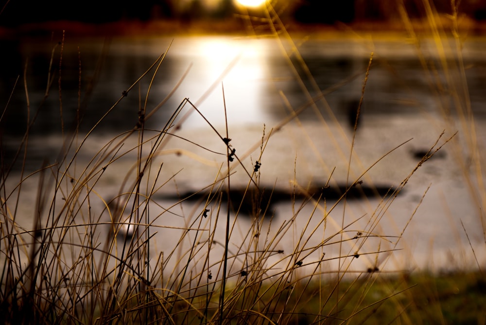 water droplets on brown wooden stick during sunset