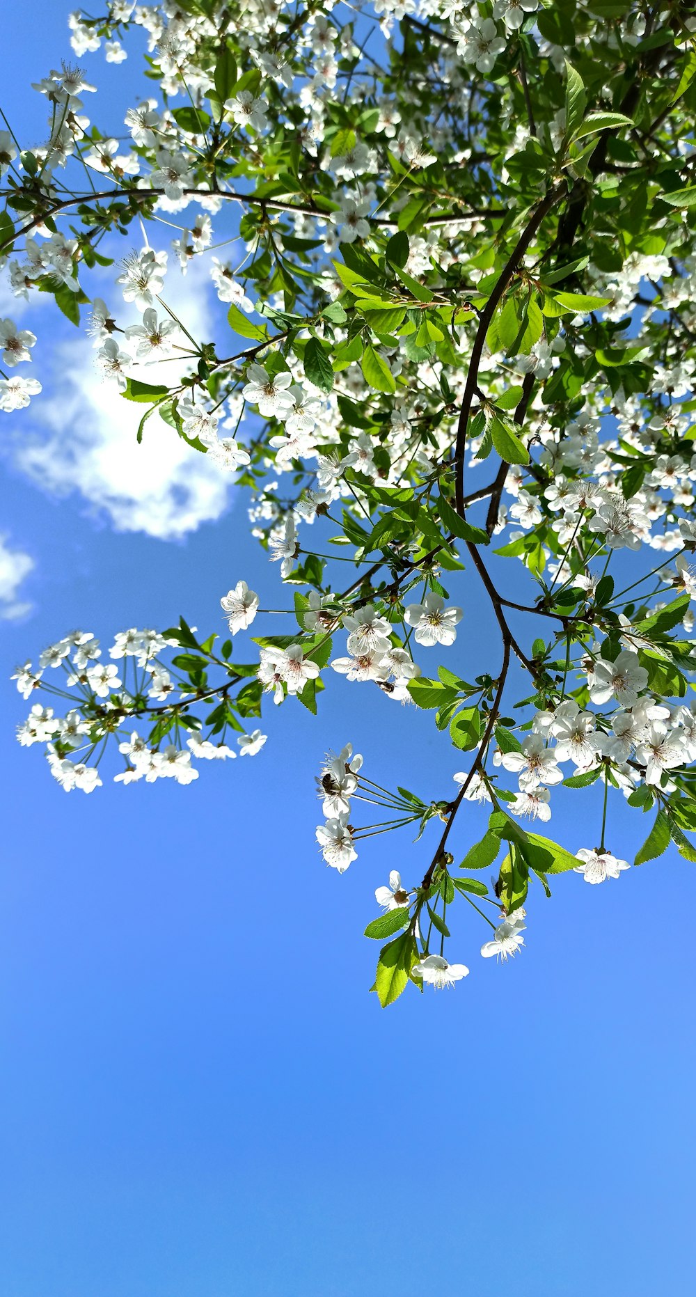 Weiße Blüten unter blauem Himmel tagsüber