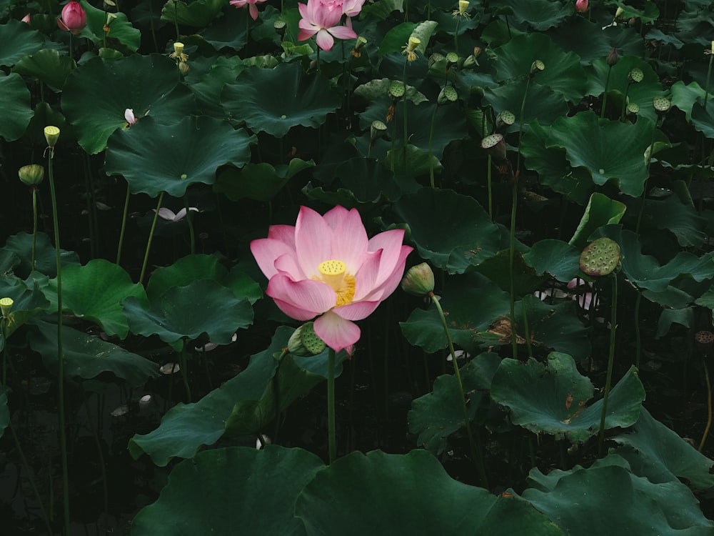 pink flower with green leaves