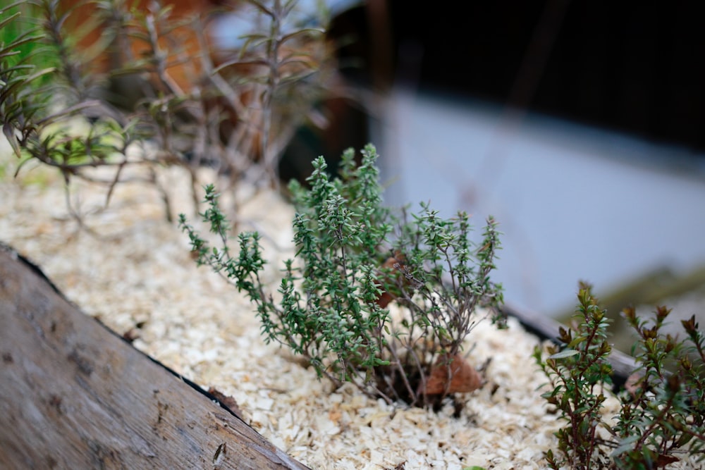 茶色の木製のテーブルに緑の植物