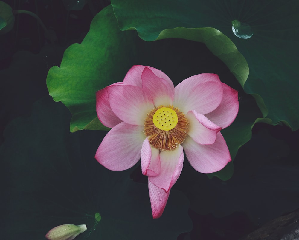 pink flower in black background