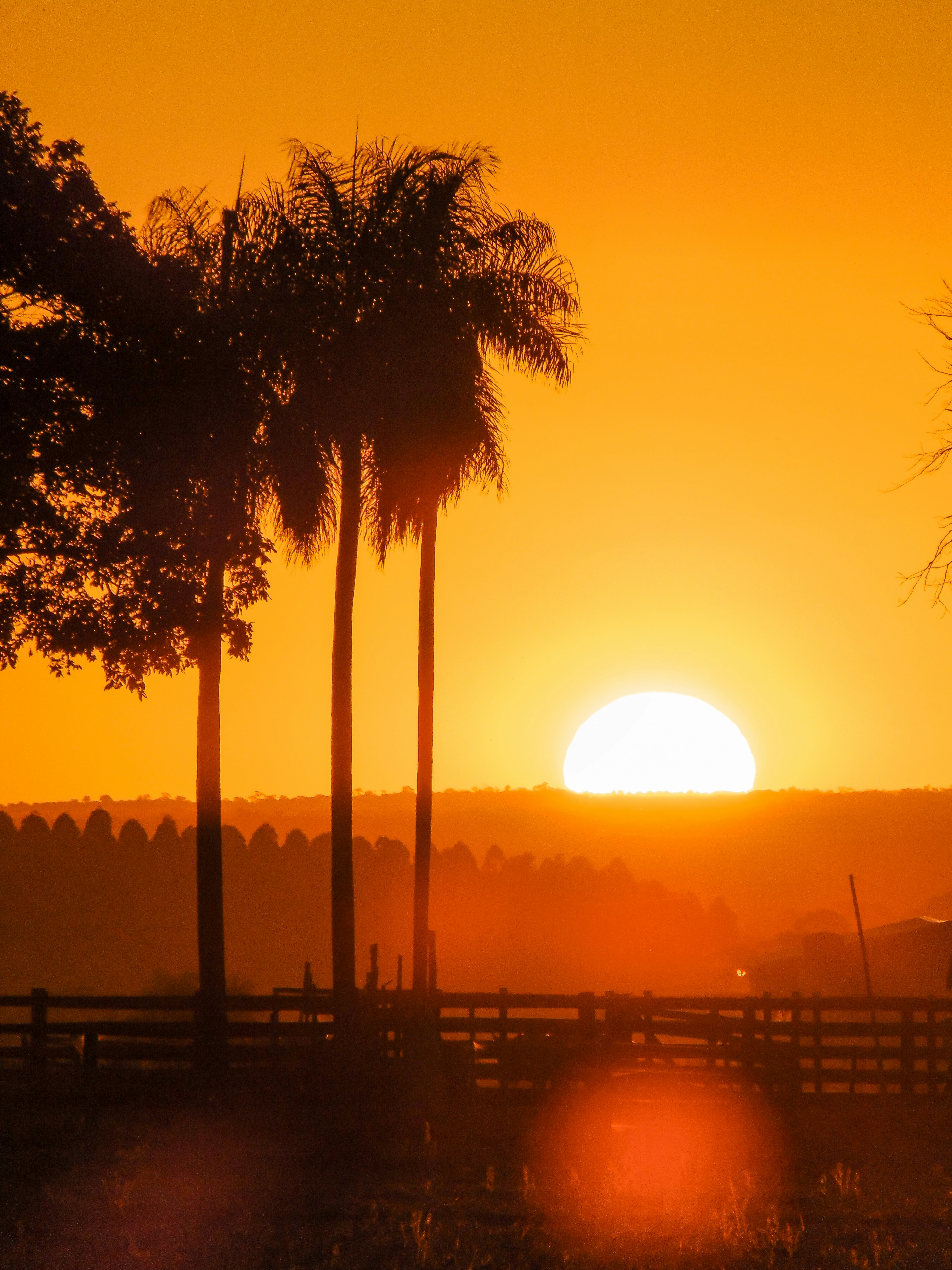 silhouette of trees during sunset