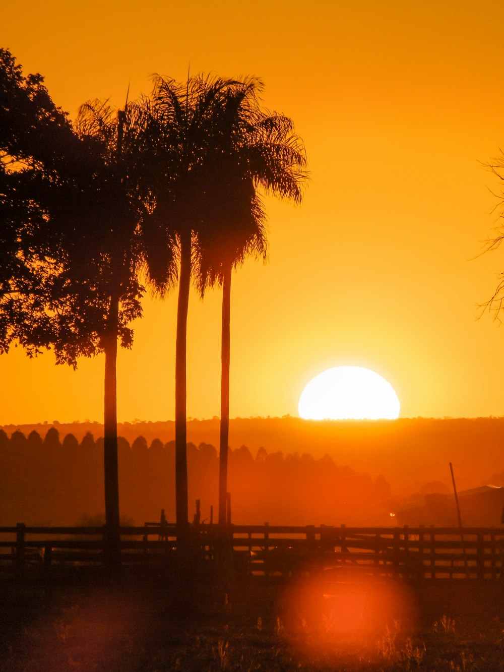 silhueta das árvores durante o pôr do sol