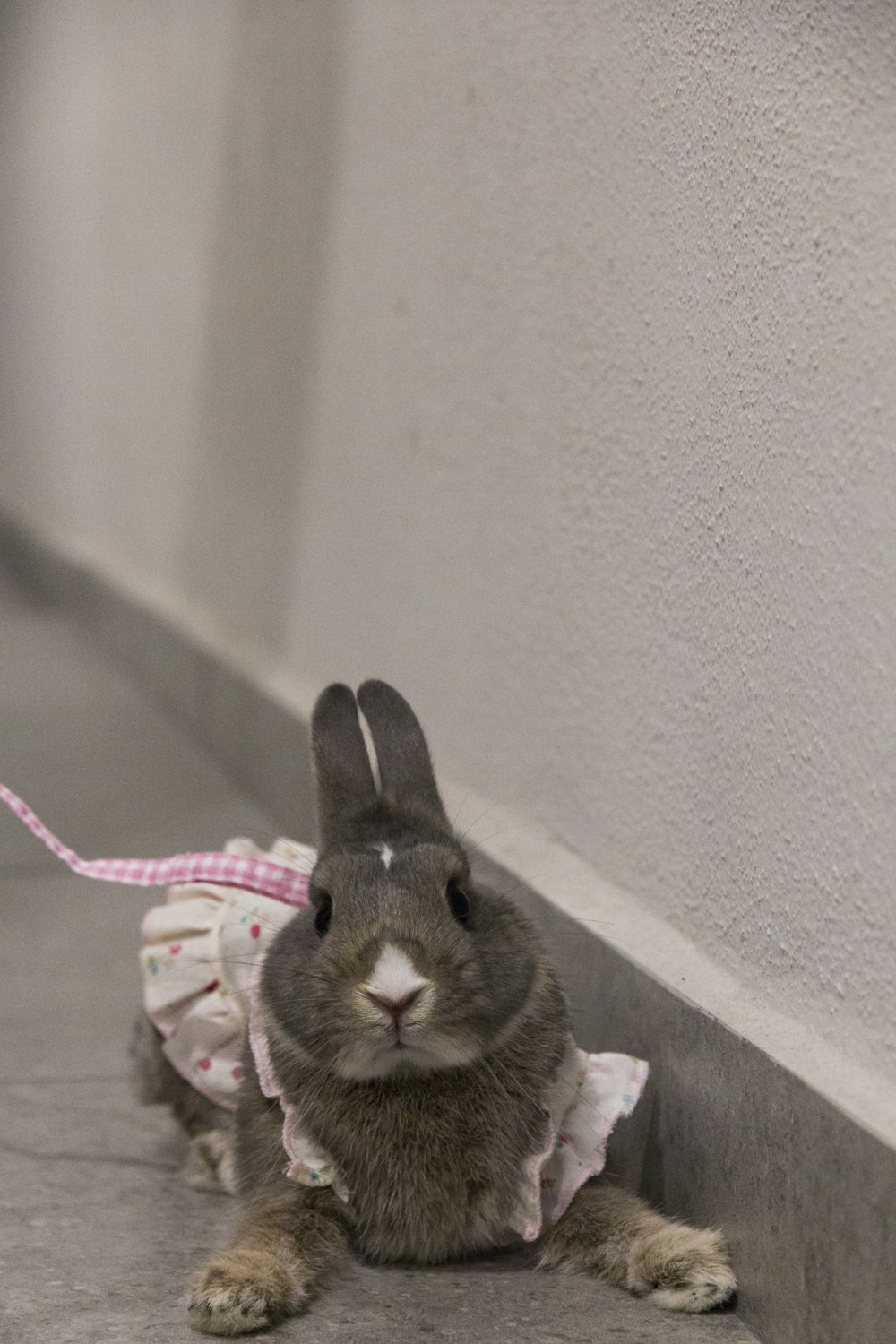 gray rabbit on white and pink textile