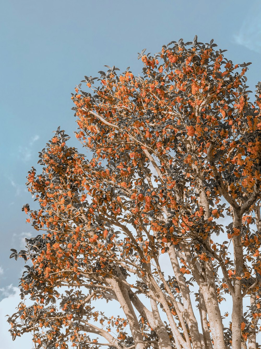 brown leaves tree under blue sky during daytime