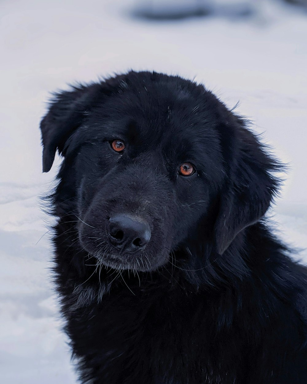 black long coated dog on snow covered ground