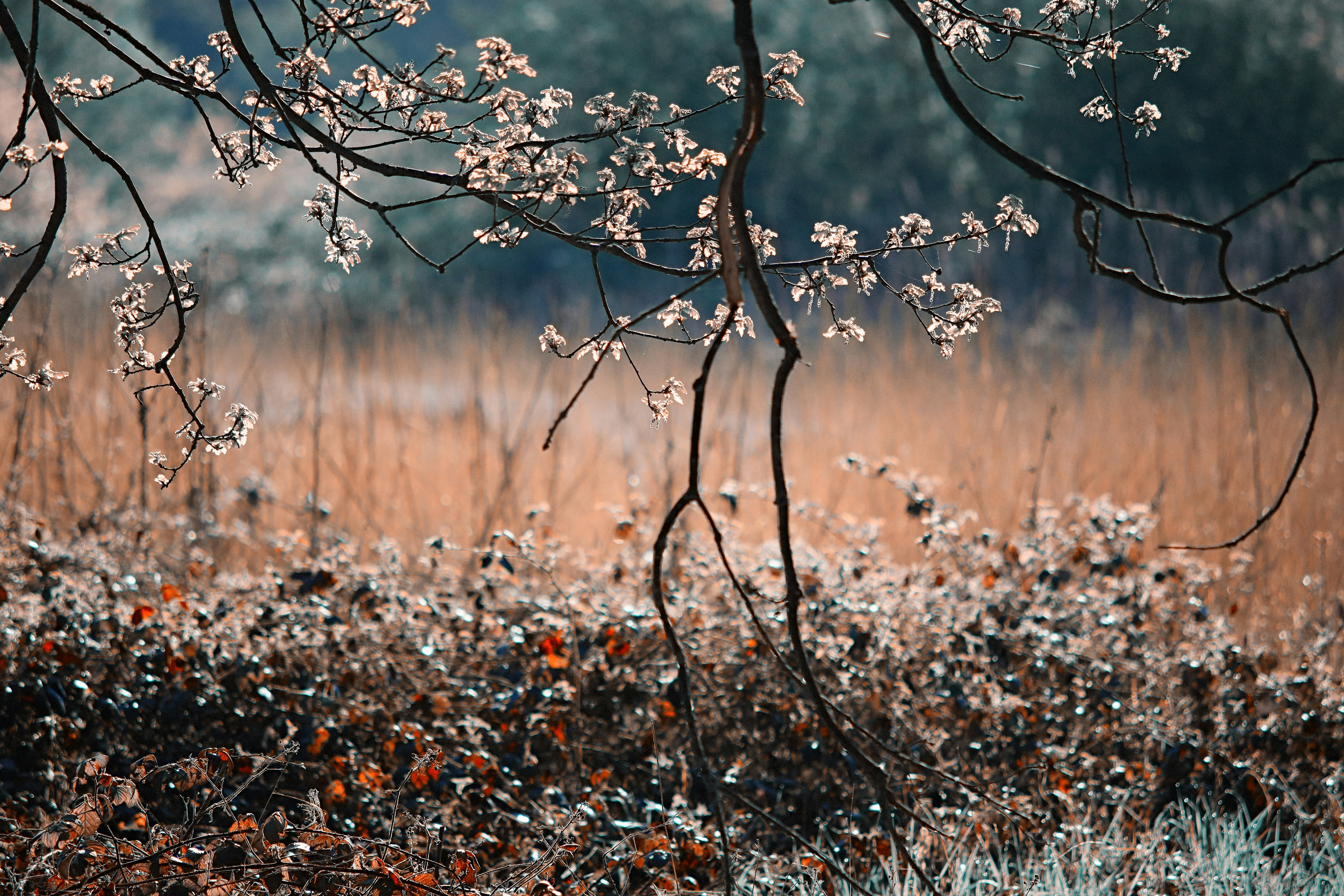 Photo by grievek1610begur