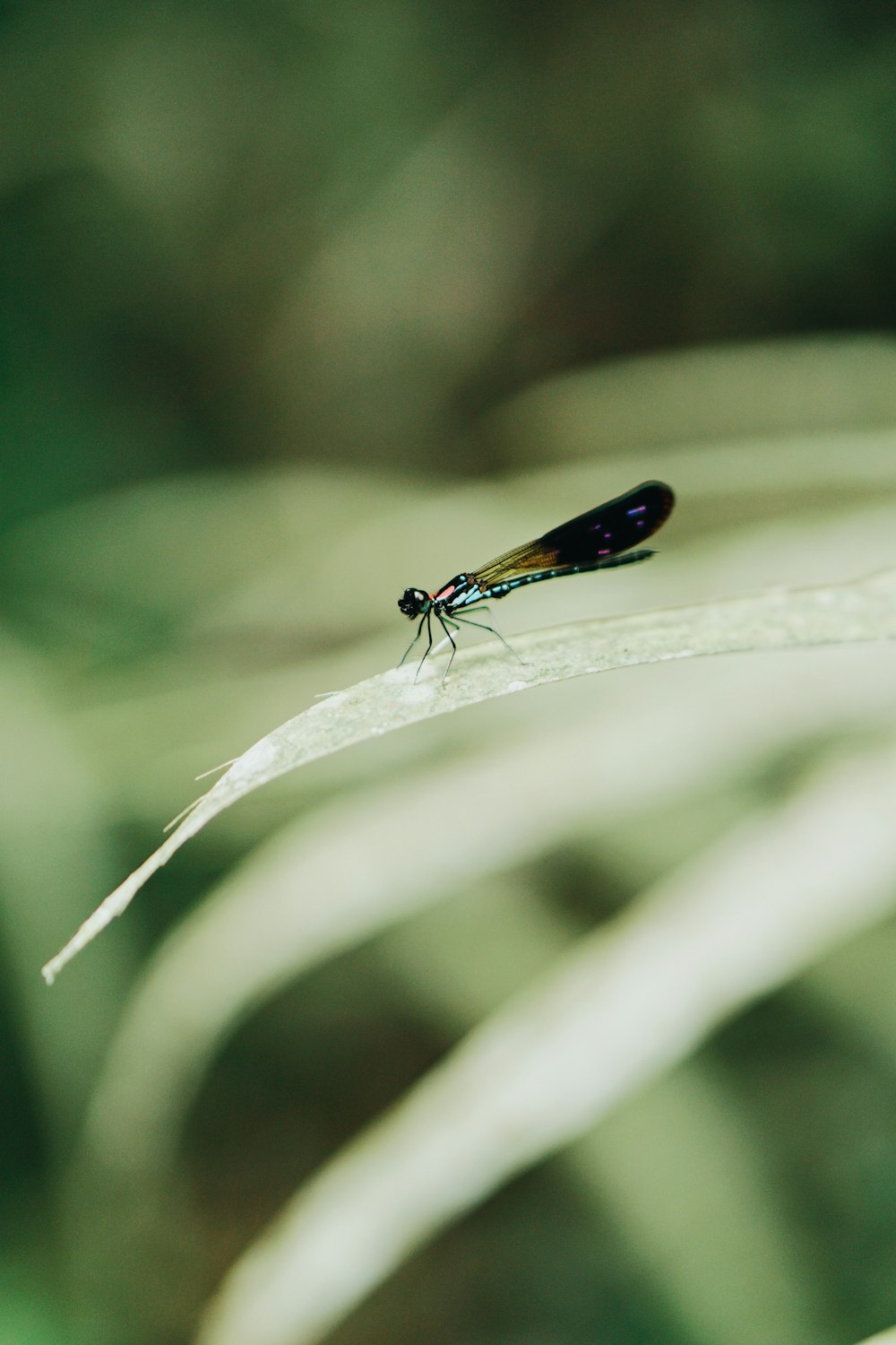 green and black dragonfly on green leaf in close up photography during daytime