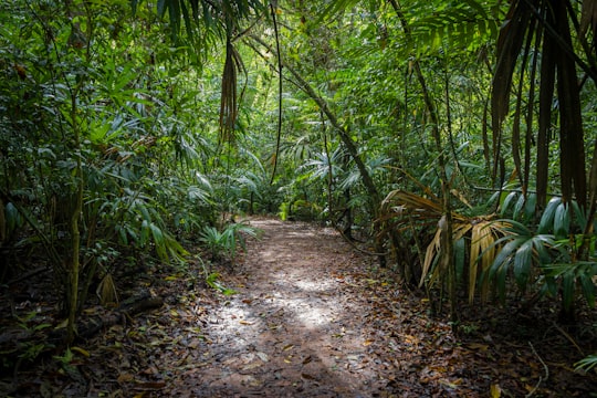brown dirt road between green plants during daytime in Tikal Guatemala
