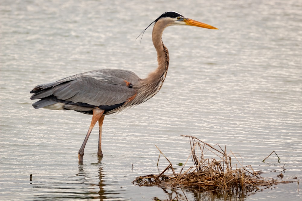 Graureiher tagsüber auf ruhigem Wasser