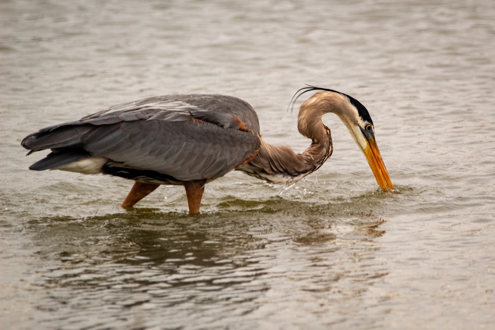 grey heron flying over the sea during daytime