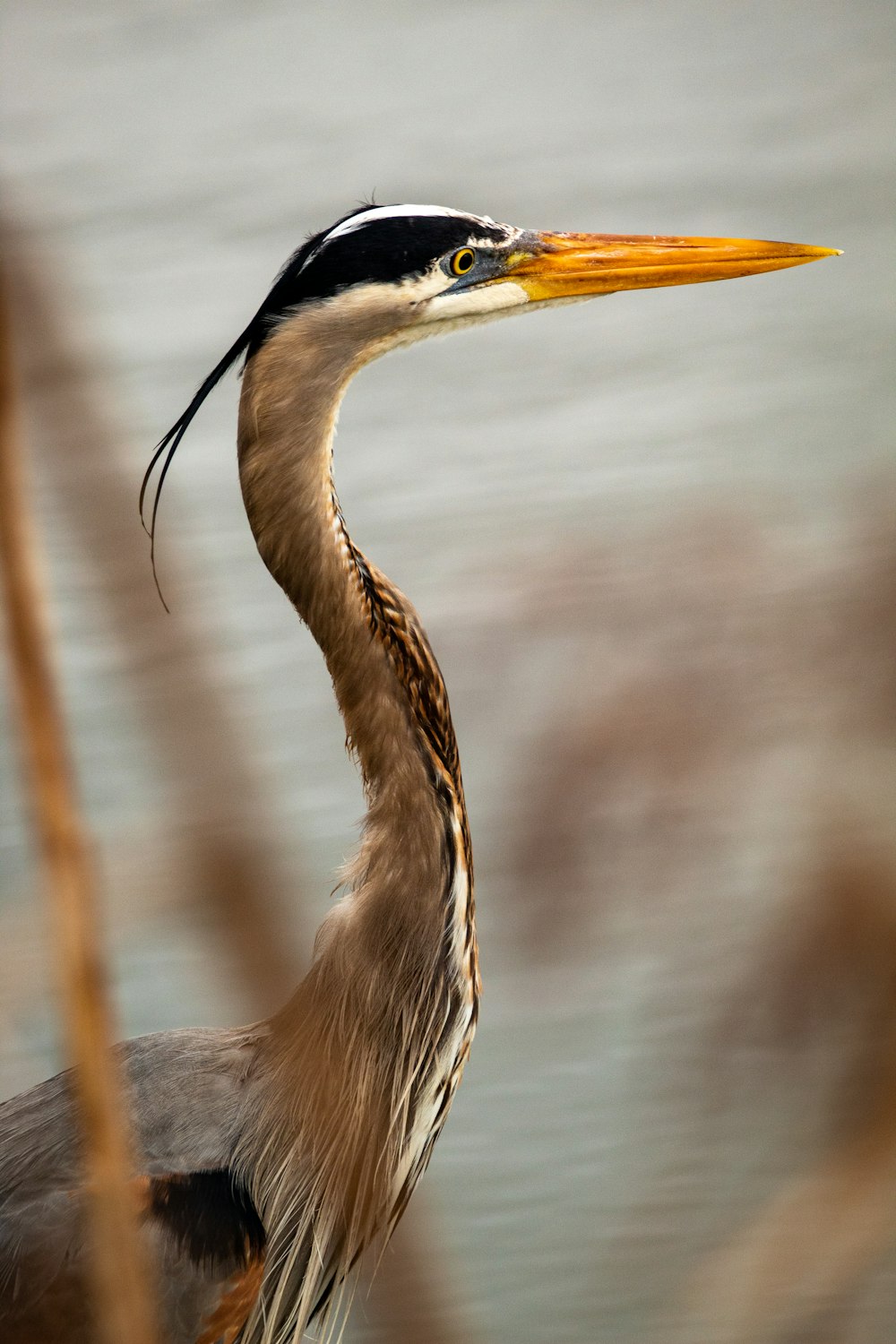 brown and white long beak bird