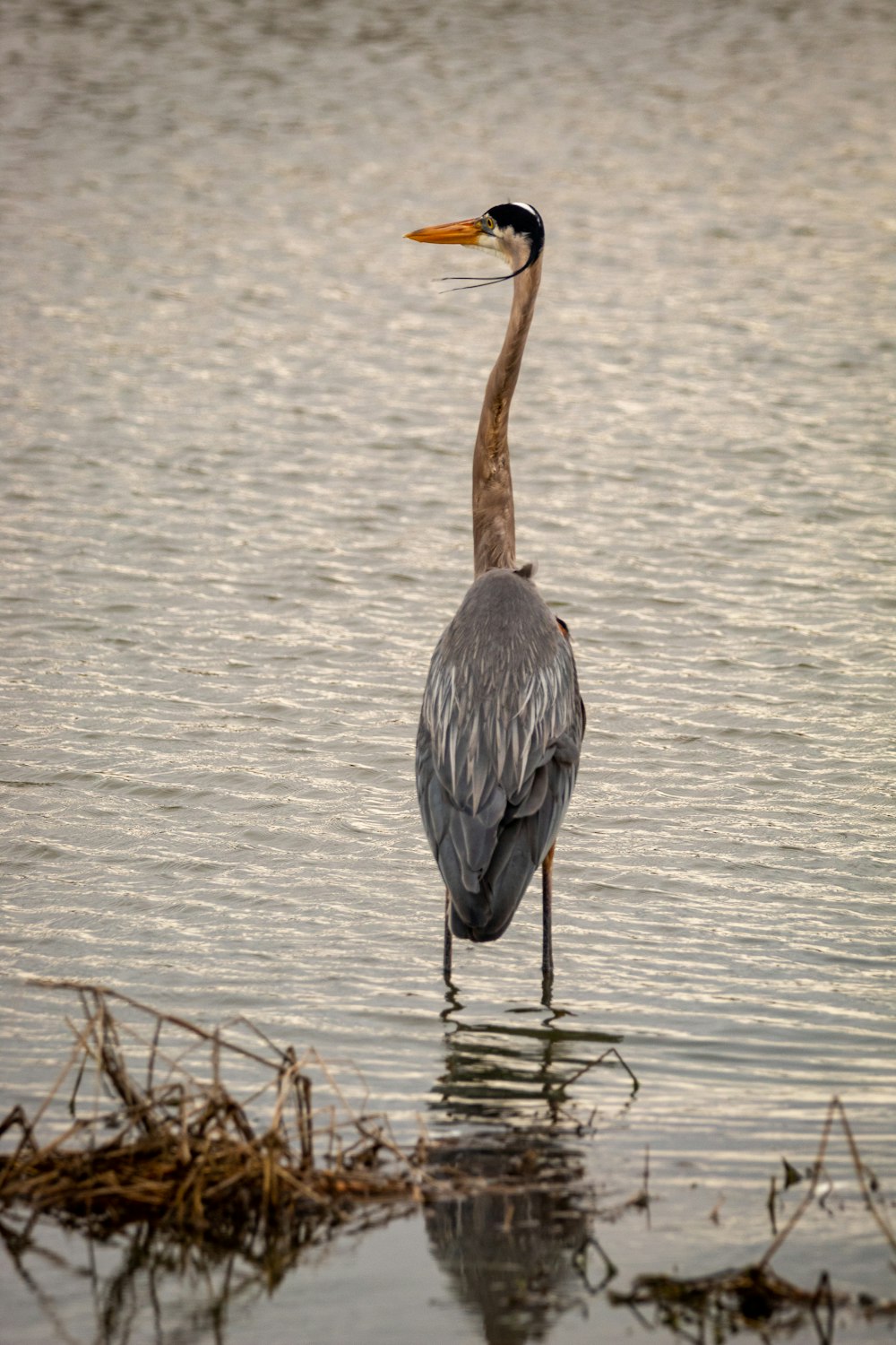 grey and white bird on water during daytime