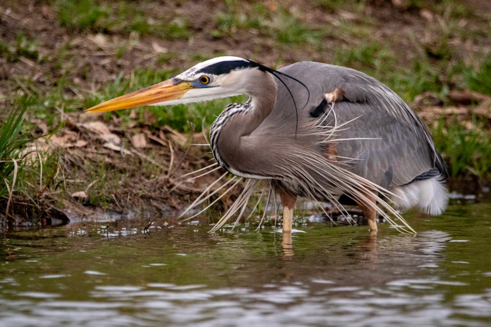 grey heron on water during daytime