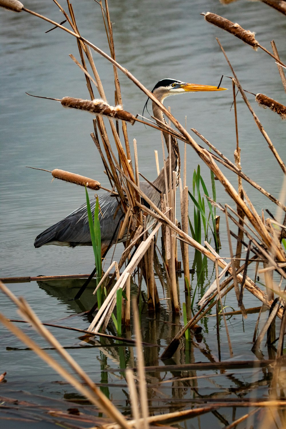 Schwarz-weißer Vogel, der tagsüber über braunen Ast fliegt