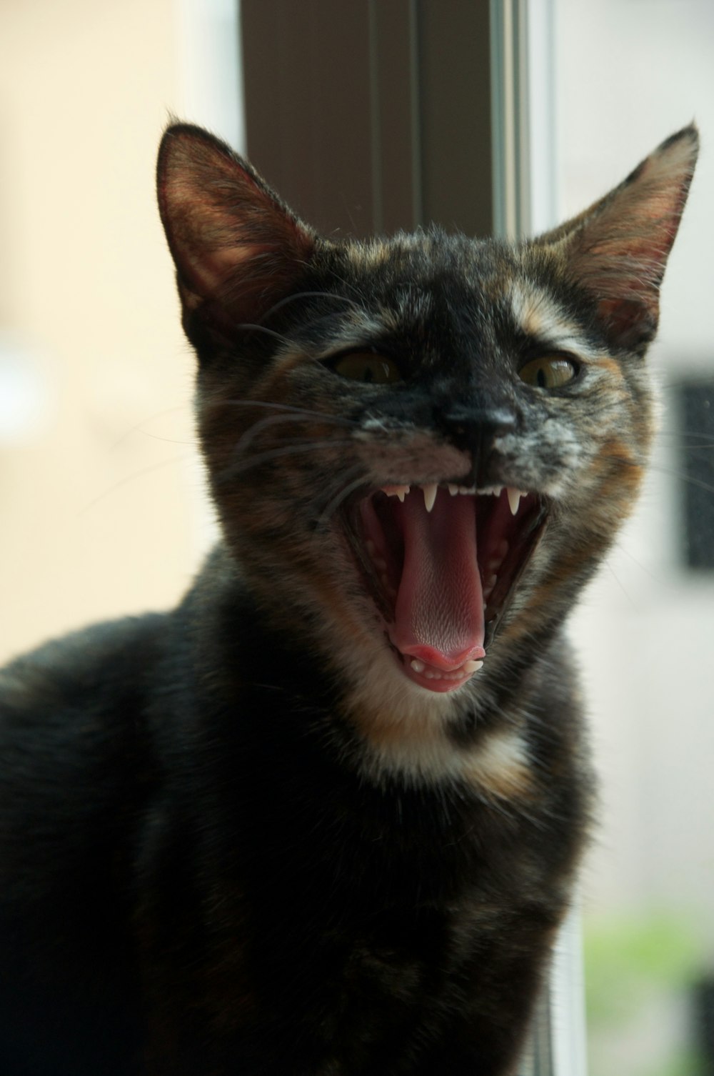 black and brown cat showing tongue