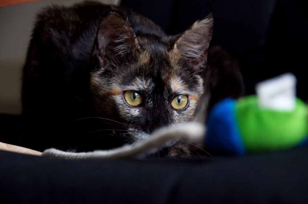 tortoiseshell cat on black textile