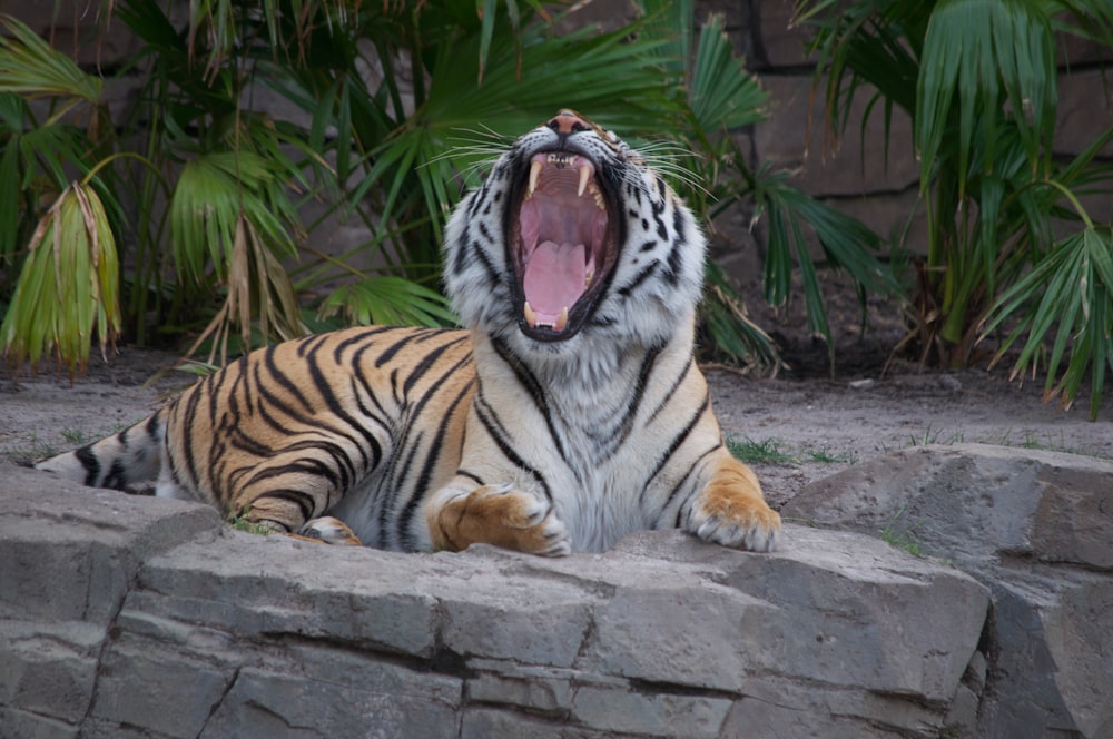 tiger lying on concrete floor