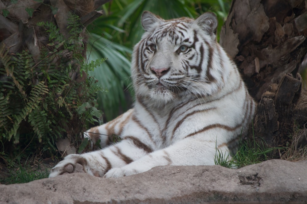 white and black tiger lying on ground