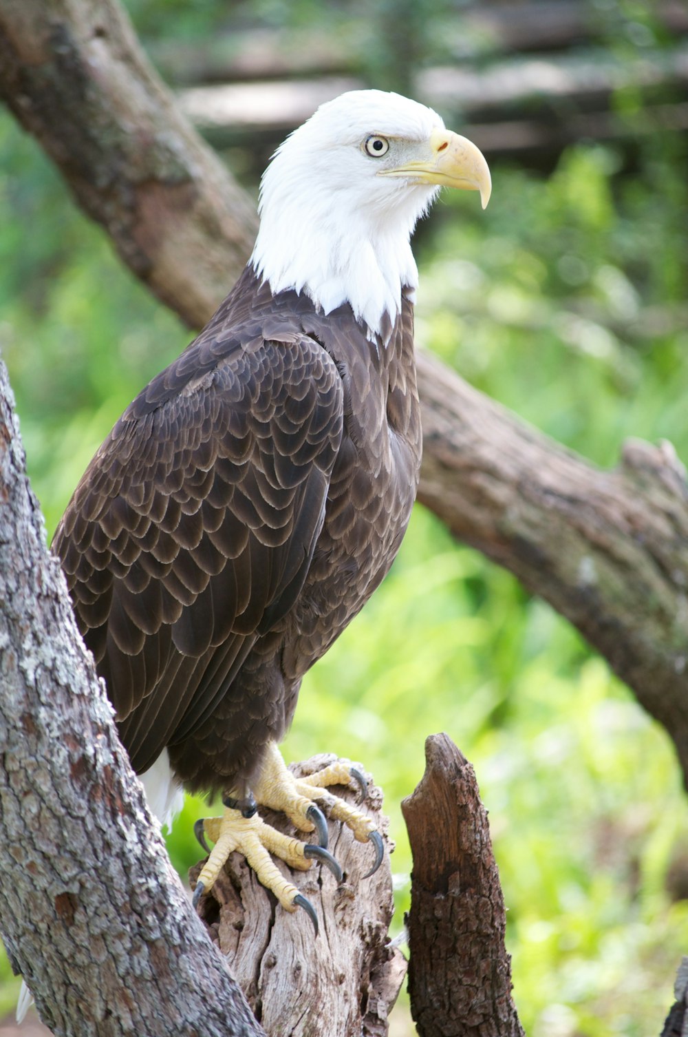 brown and white eagle on brown tree branch during daytime