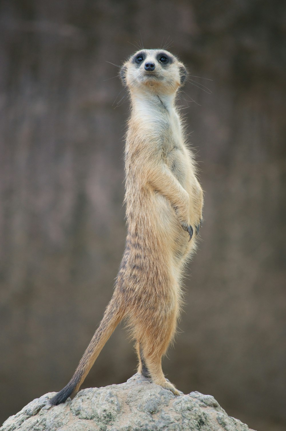 animal brun et blanc sur branche d’arbre brune