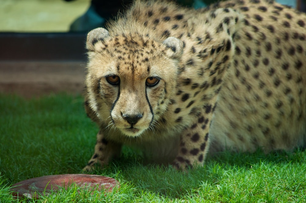 Gepard geht tagsüber auf grünem Grasfeld