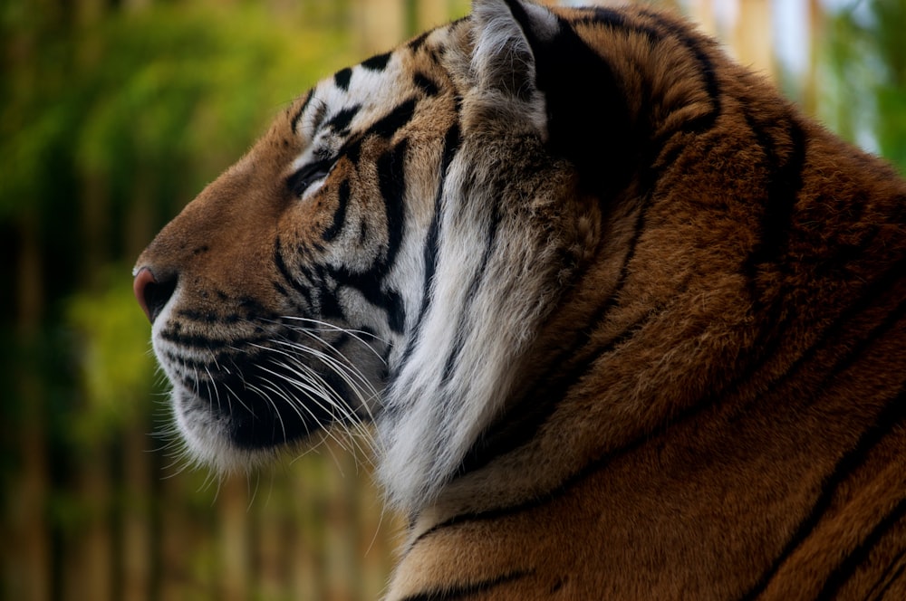 tigre marrom e preto na fotografia de perto