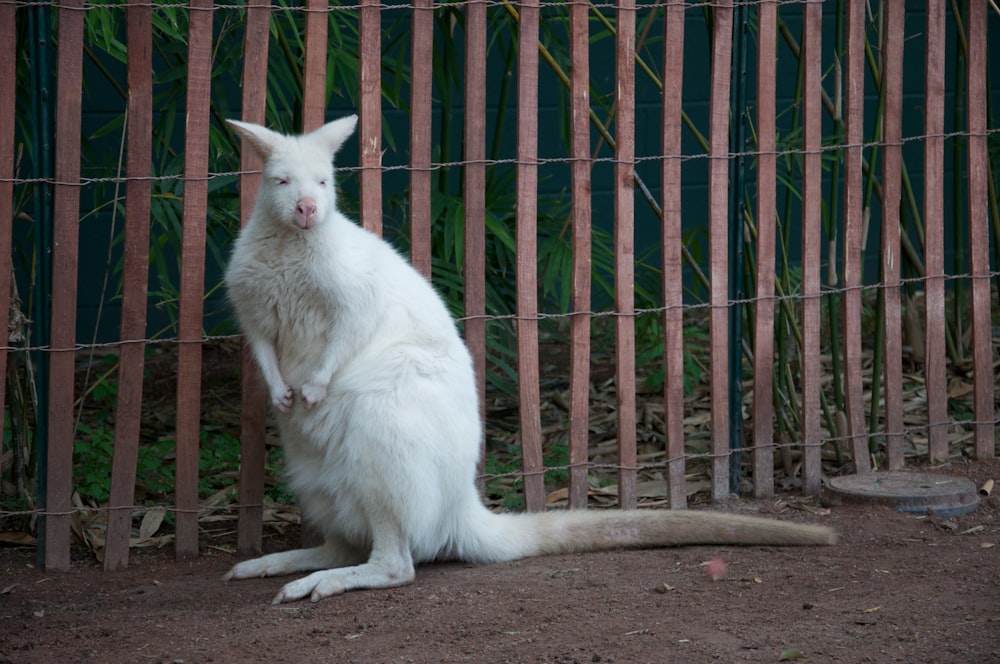 white cat sitting on ground