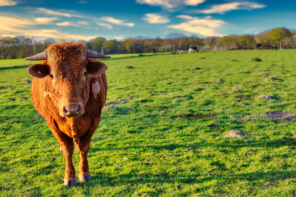 mucca marrone sul campo di erba verde durante il giorno