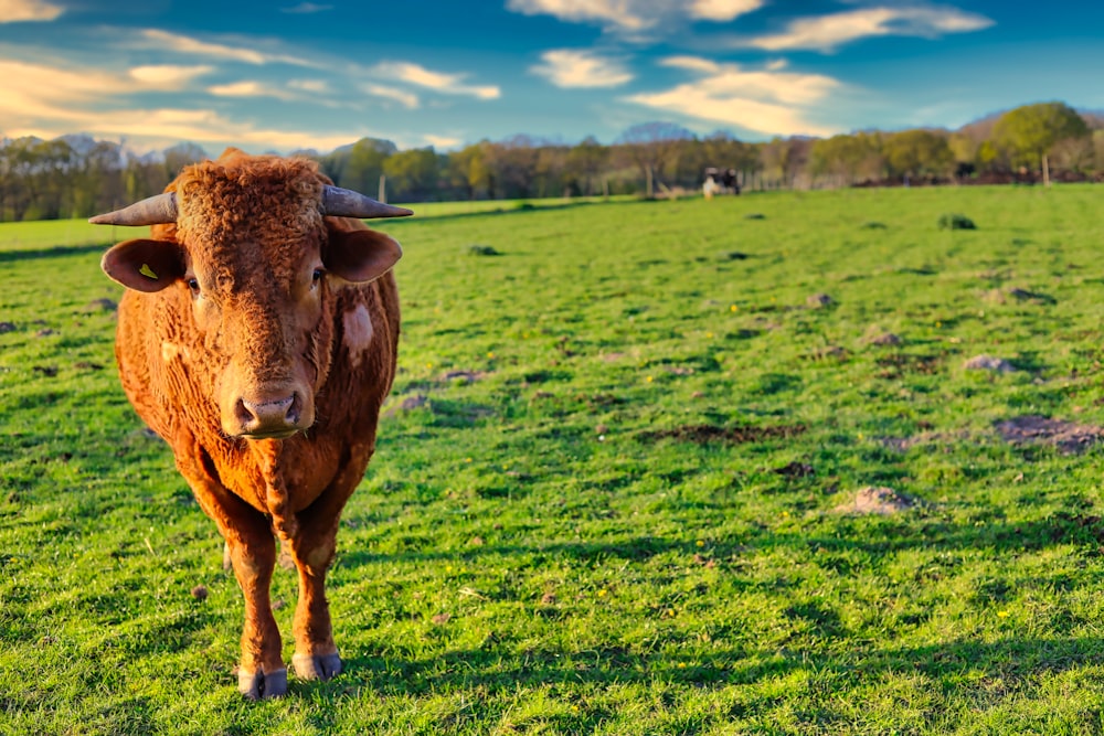 brown cow on green grass field during daytime