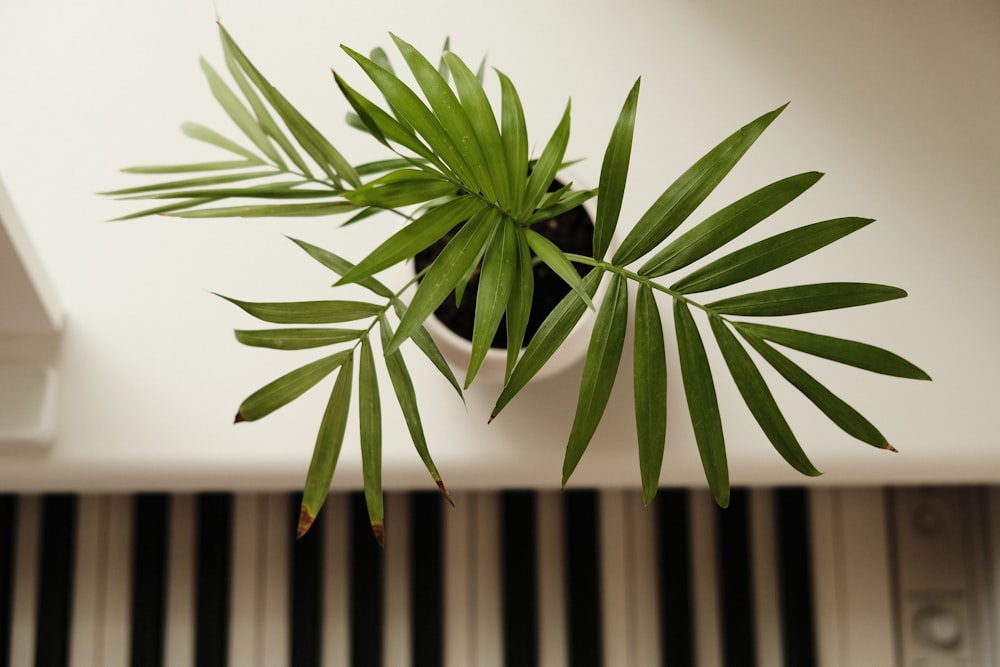 green plant on white wall