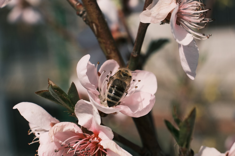 honeybee perched on pink flower in close up photography during daytime