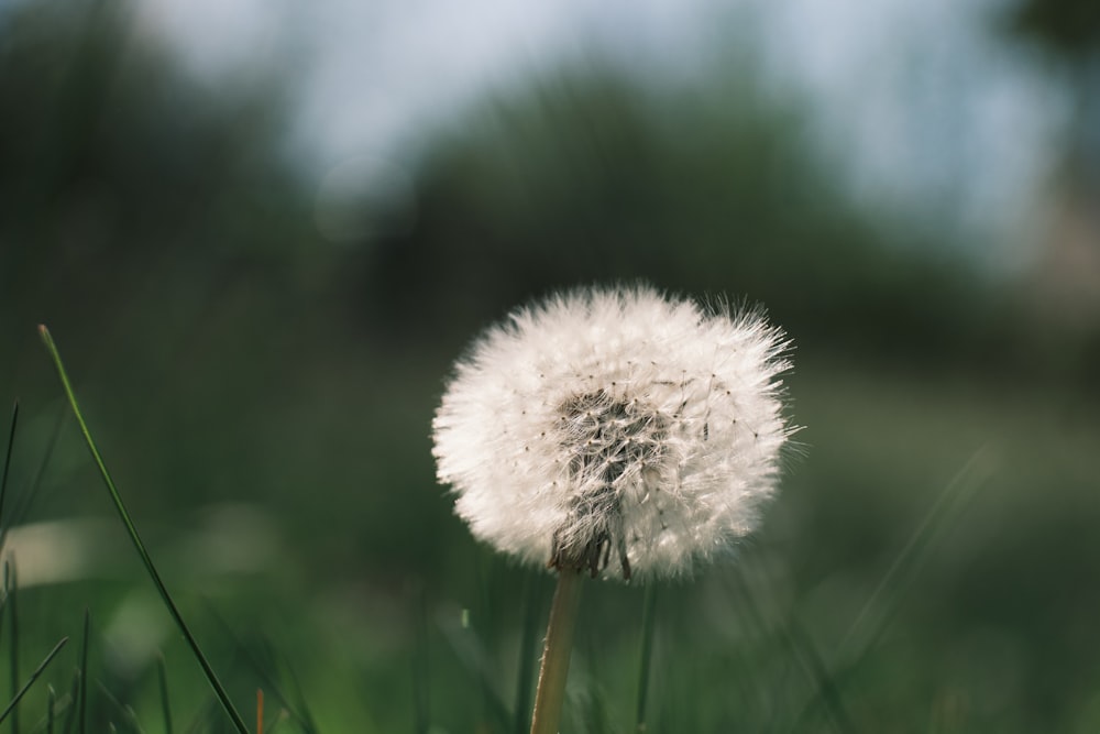 white dandelion in close up photography