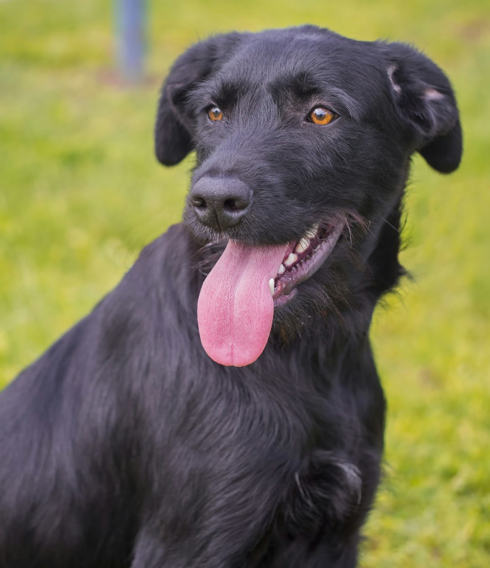 black labrador retriever with tongue out