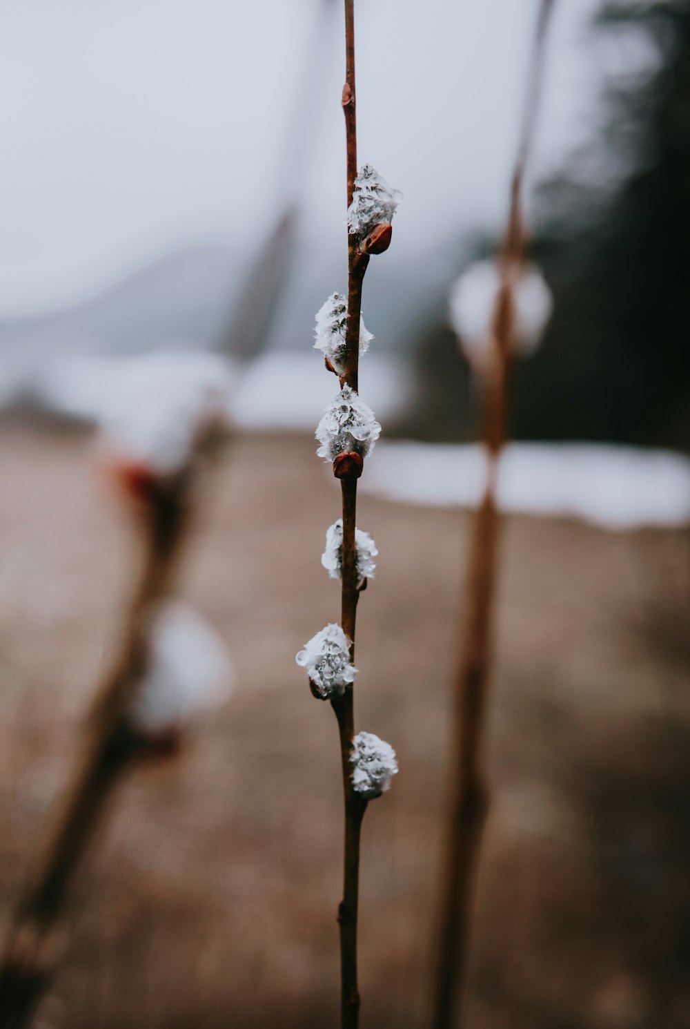 weißer Schnee am braunen Stamm