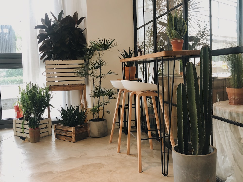 grüne Topfpflanze auf braunem Holztisch