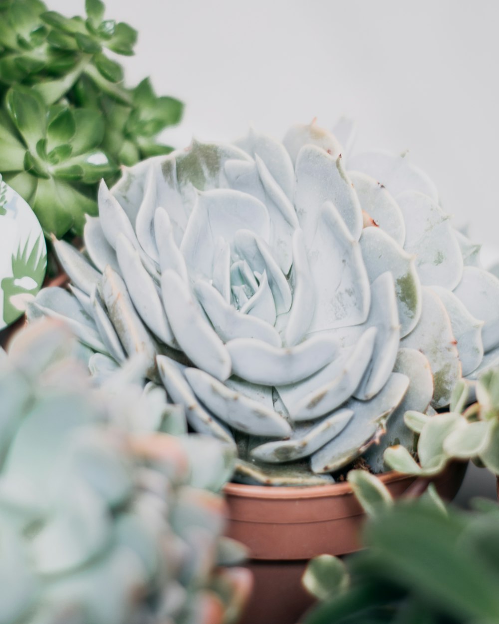 green succulent plant in brown clay pot