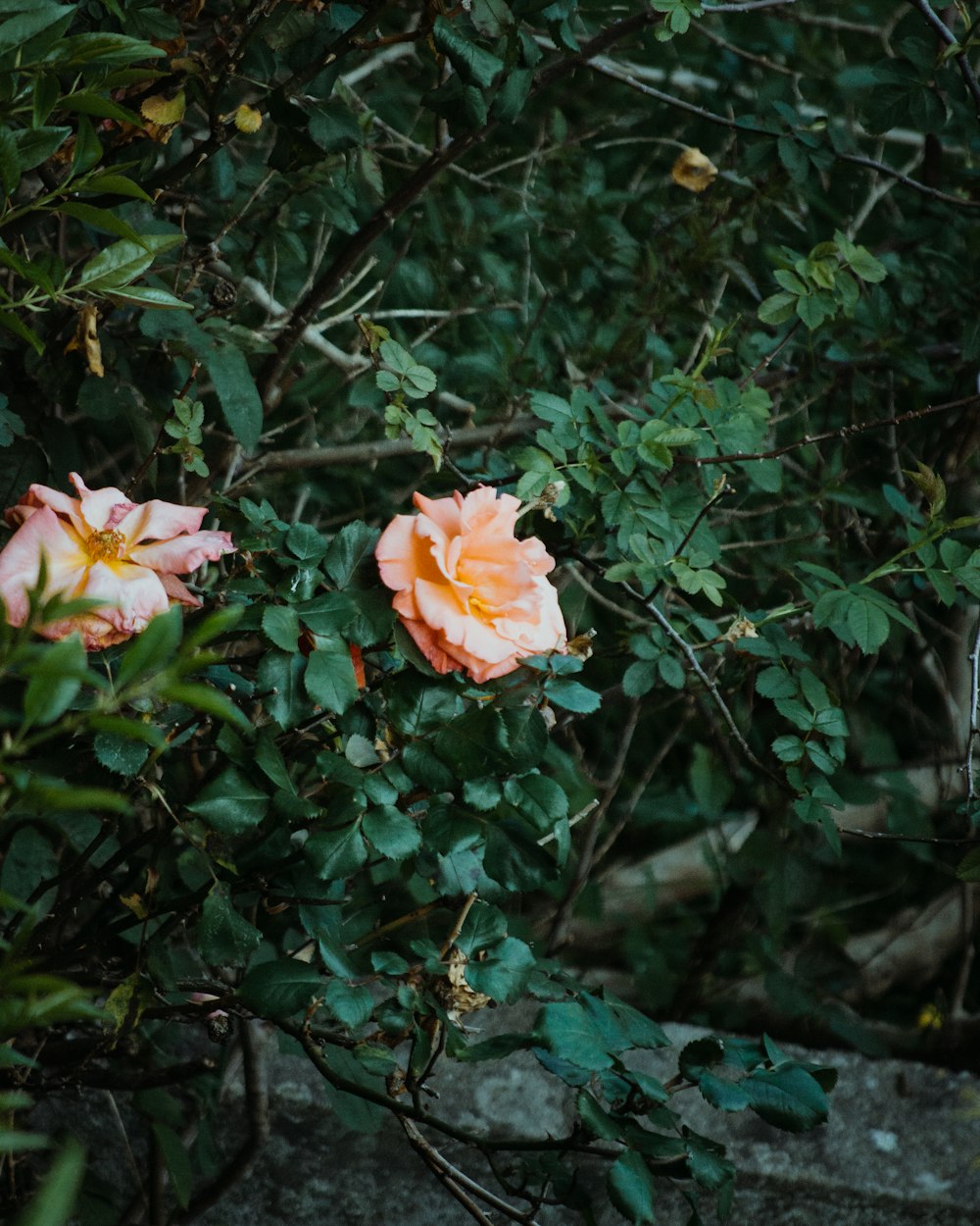 pink flower with green leaves