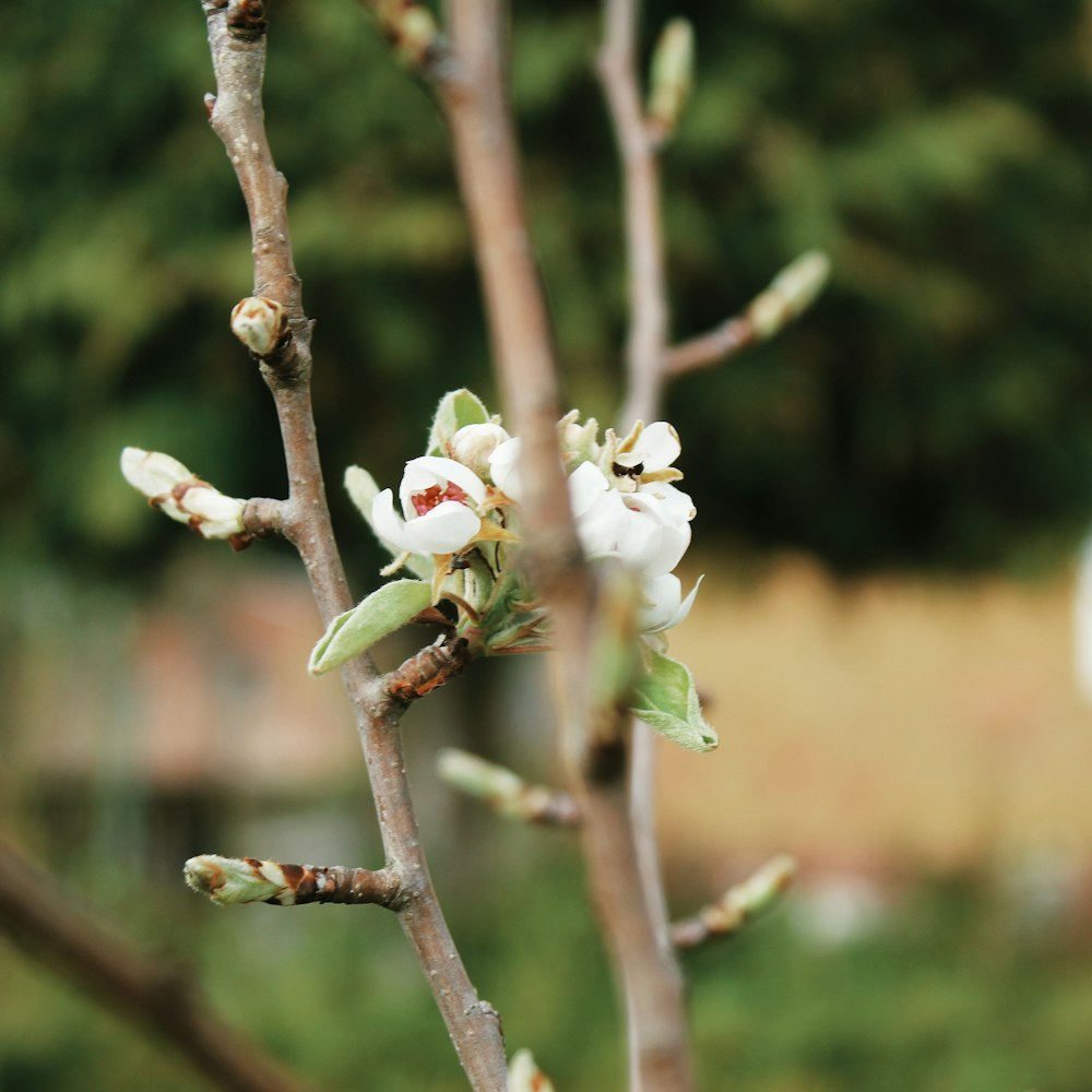 white and green flower on brown tree branch