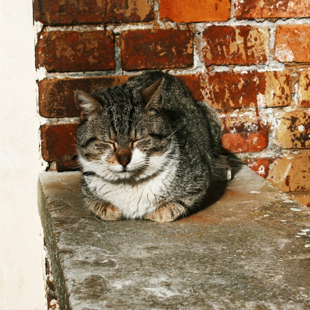 brown tabby cat on brown brick wall