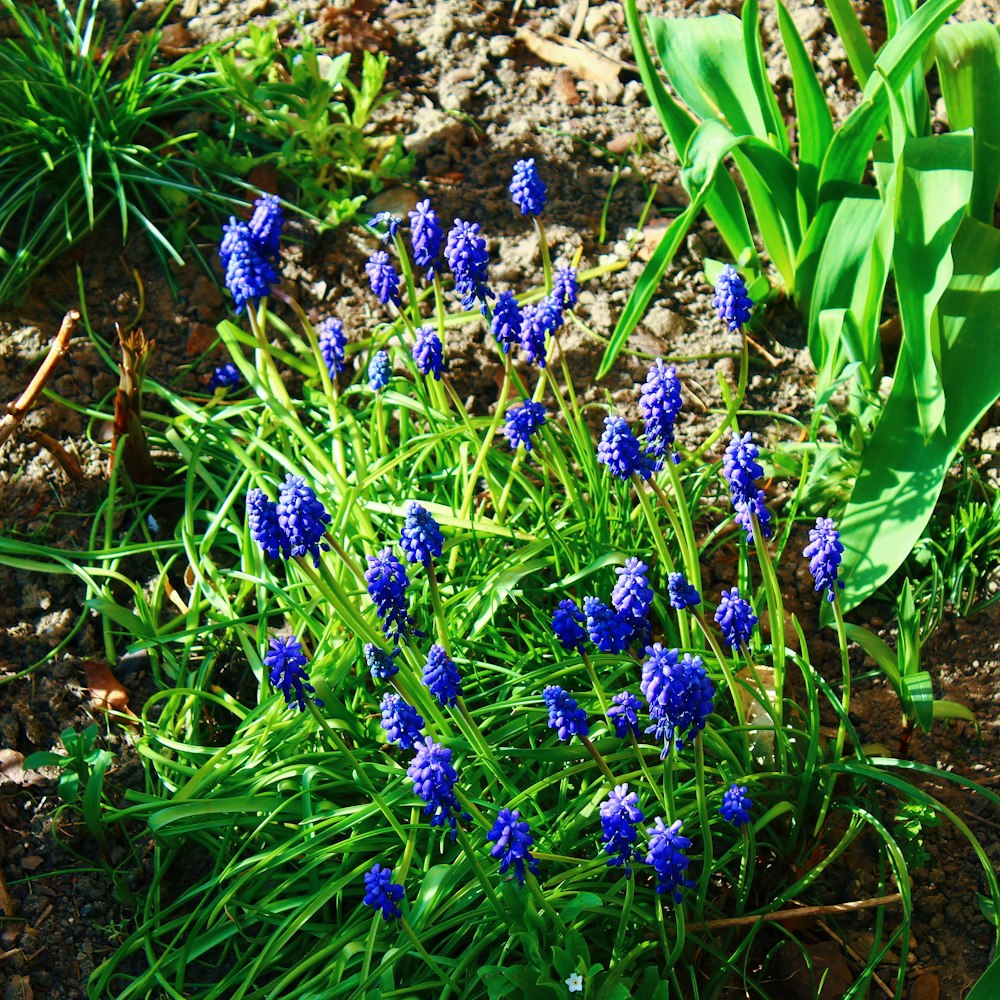 purple flowers with green leaves