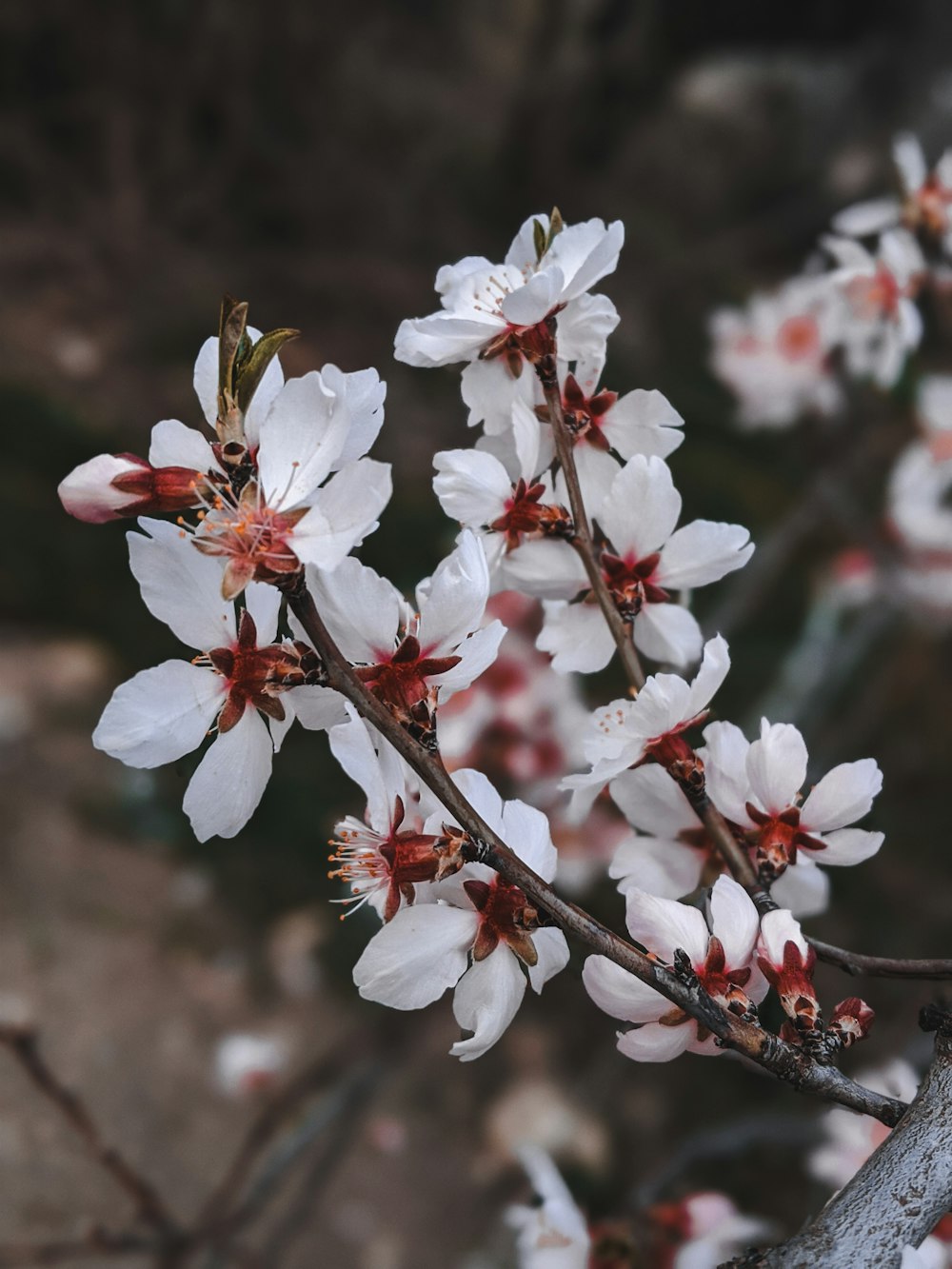 white and red flowers in tilt shift lens