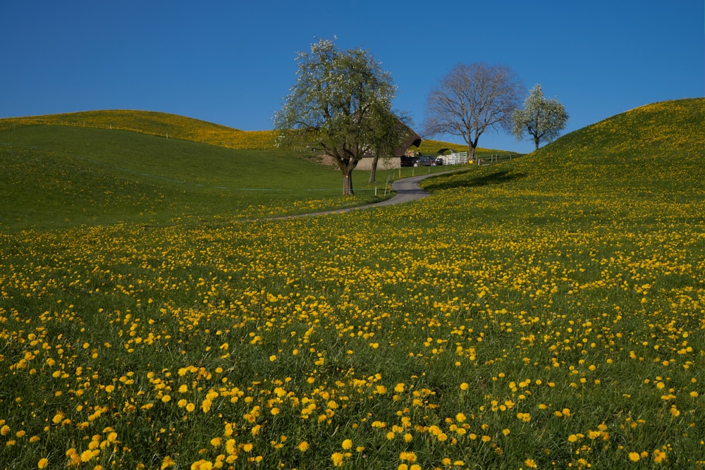 yellow flower field near bare trees during daytime