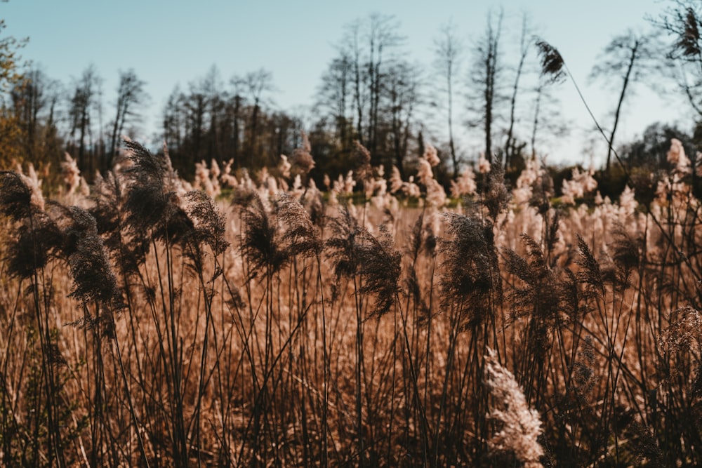 brown grass field during daytime