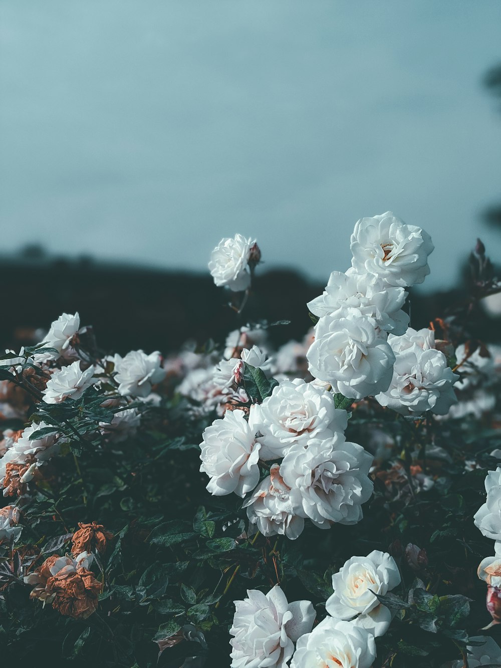 white flowers with green leaves