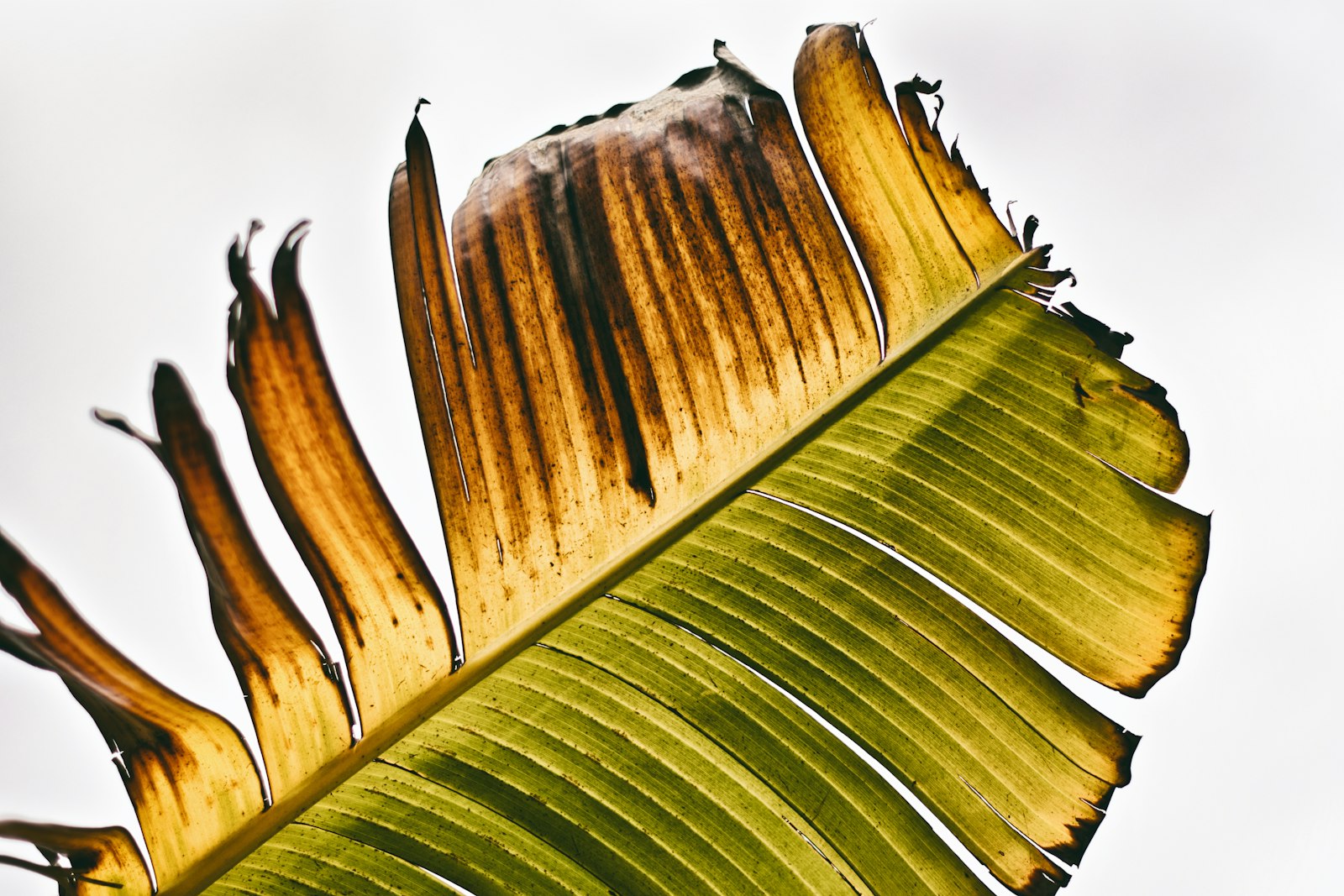 Nikon D500 + Nikon AF-S Nikkor 50mm F1.4G sample photo. Green banana leaves during photography