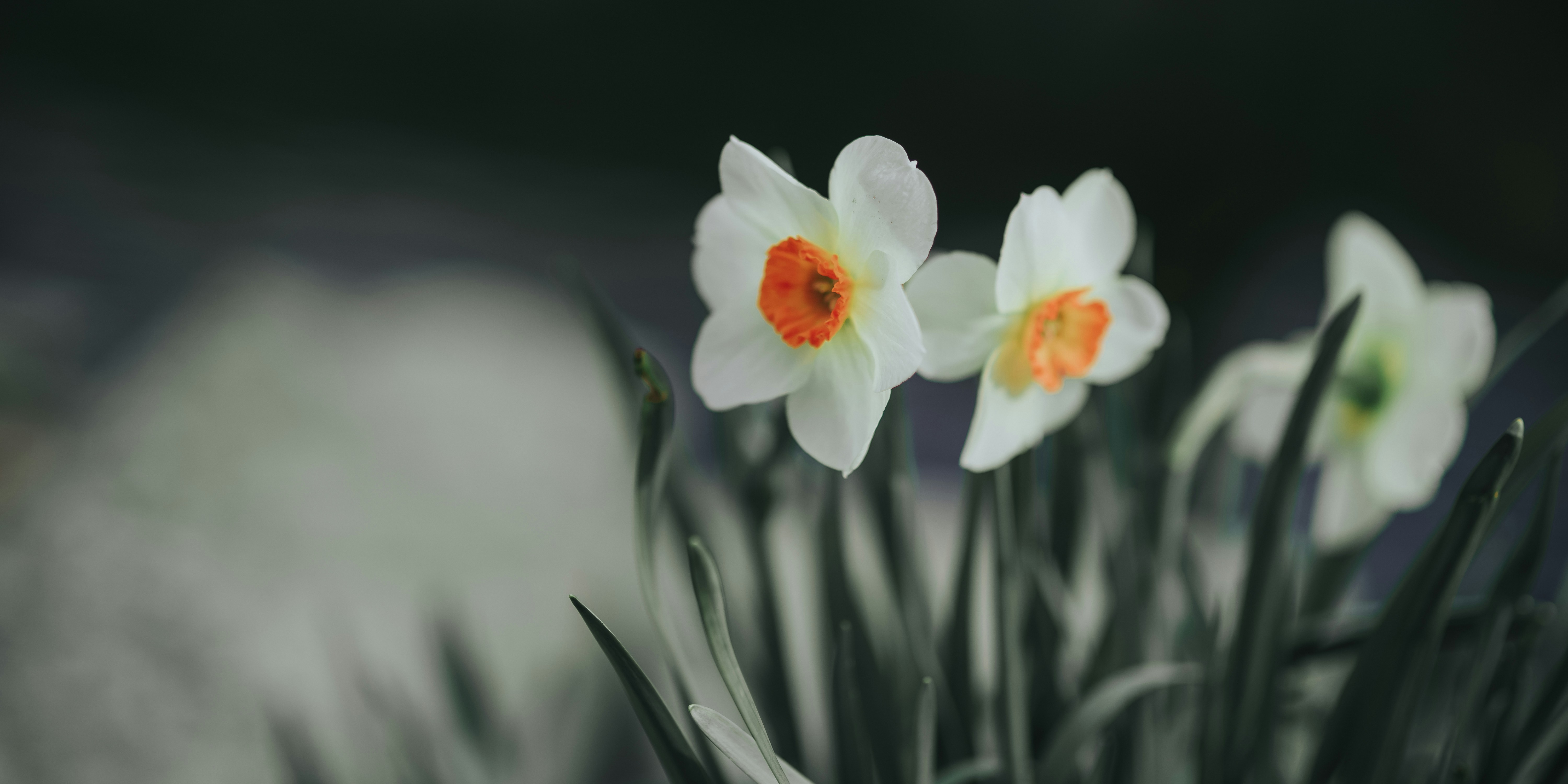 Photo by aftabasghar